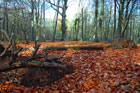 Darßer Wald im Herbst